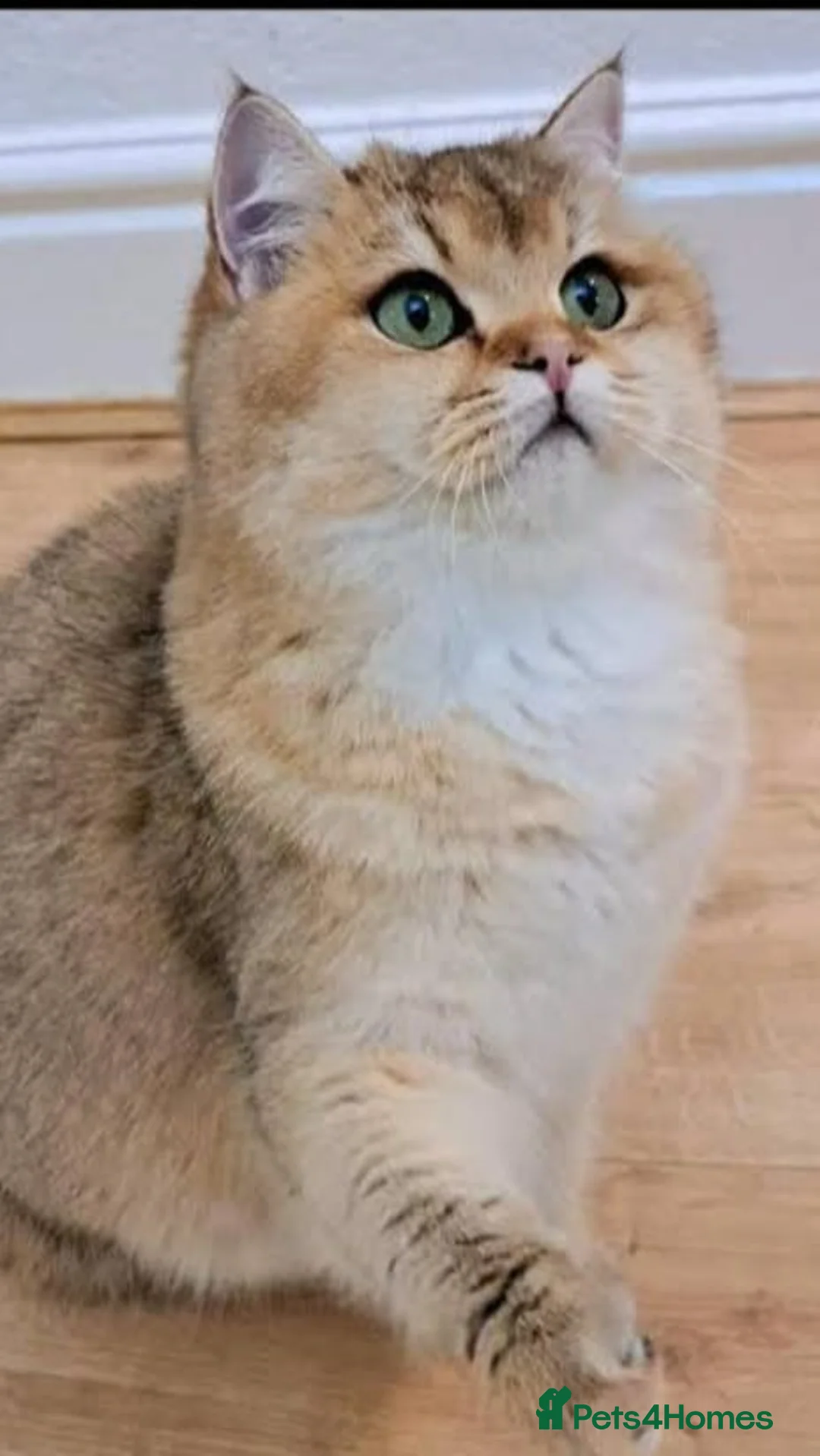 British Shorthair cats for sale: GCCF Bi-colour kittens (Golden & lilac) - Advert 1