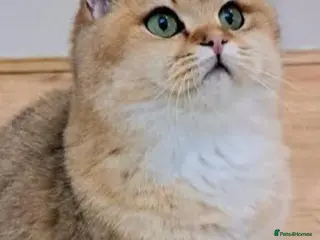 British Shorthair cats GCCF Bi-colour kittens (Golden & lilac) - Advert 3