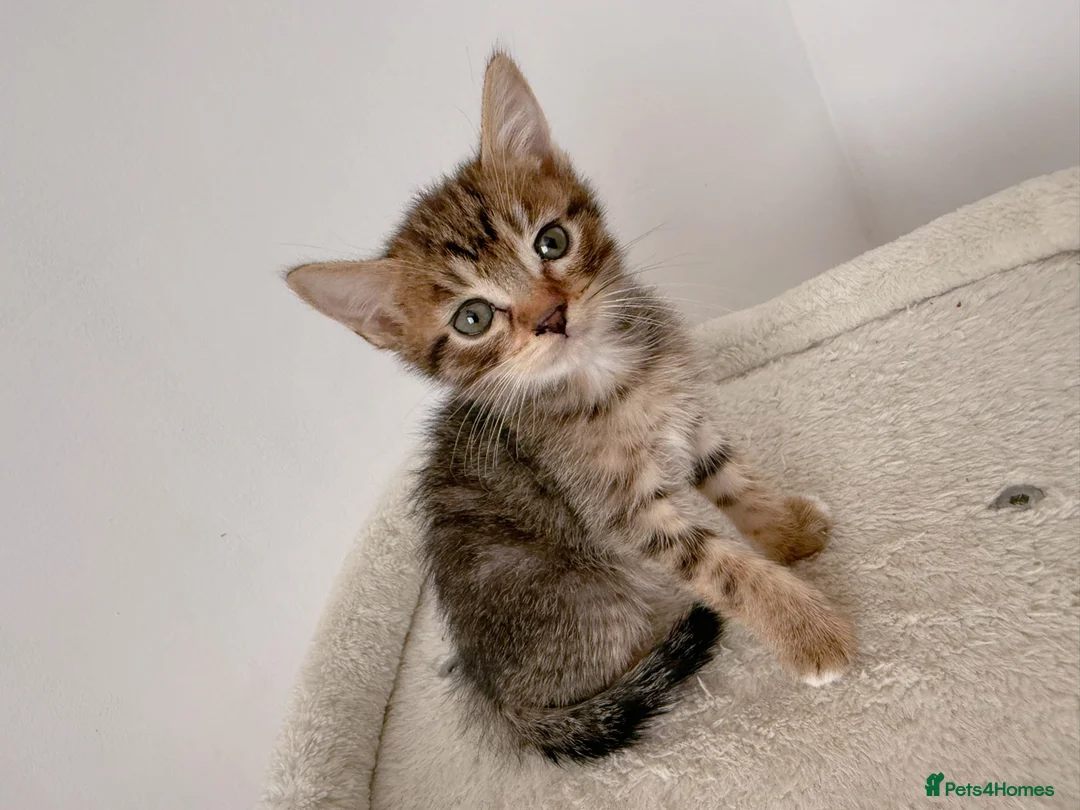 Mixed Breed cats for sale: Tiger, tabby mackerel male kitten - Advert 8
