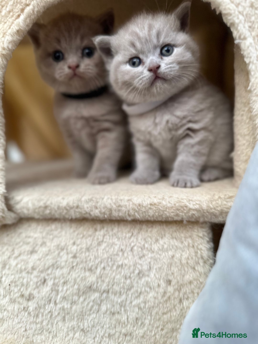British Shorthair cats for sale: Purebred lilac British Shorthair - Image 8
