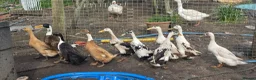 Waterfowl poultry for sale: 9 Runner hens and 1 Drake breeding/laying group  - Advert 4