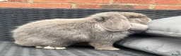 Mini Lop rabbits for sale: Lilac split Pure bred Mini lop female 1 year old  - Advert 9