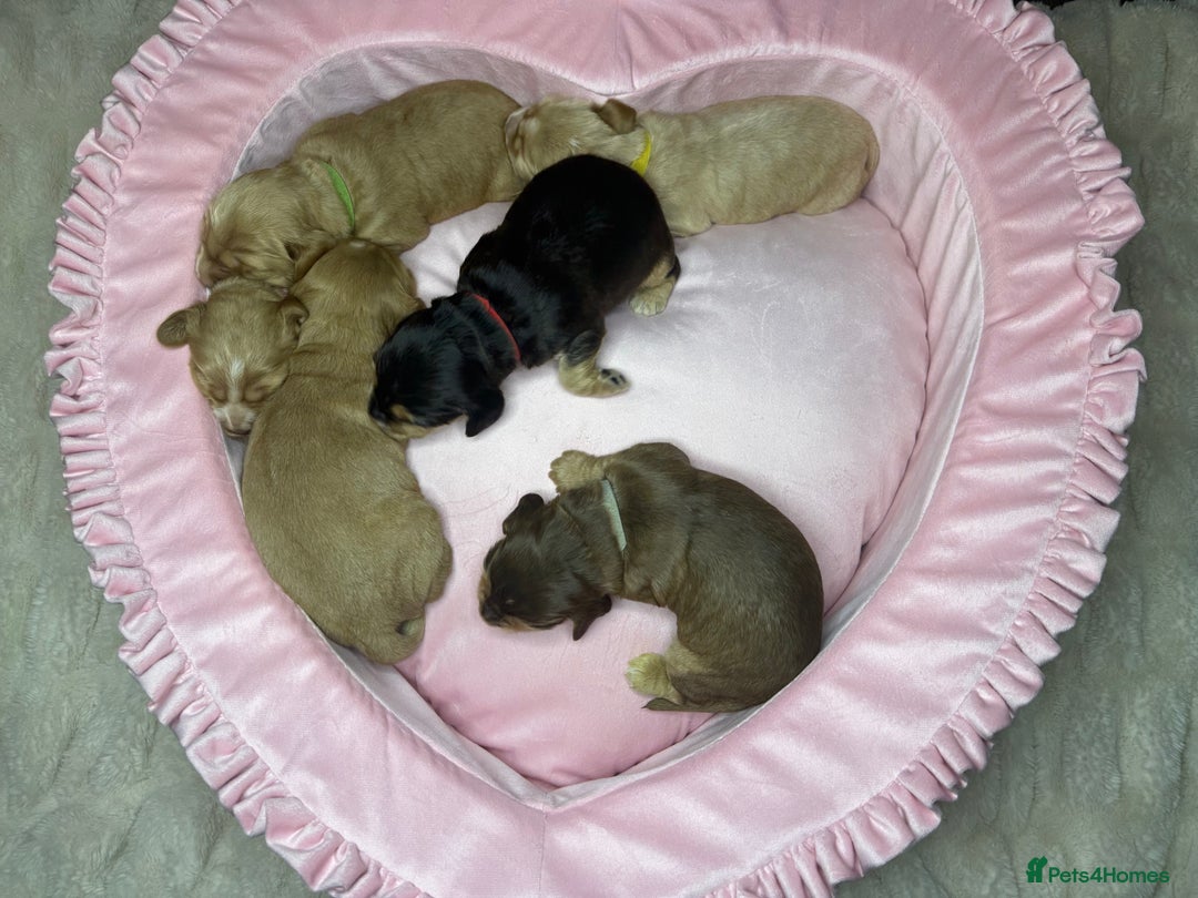 Cocker Spaniel dogs for sale: SHOW COCKER SPANIEL PUPPIES - FULLY HEALTH TESTED  - Advert 11