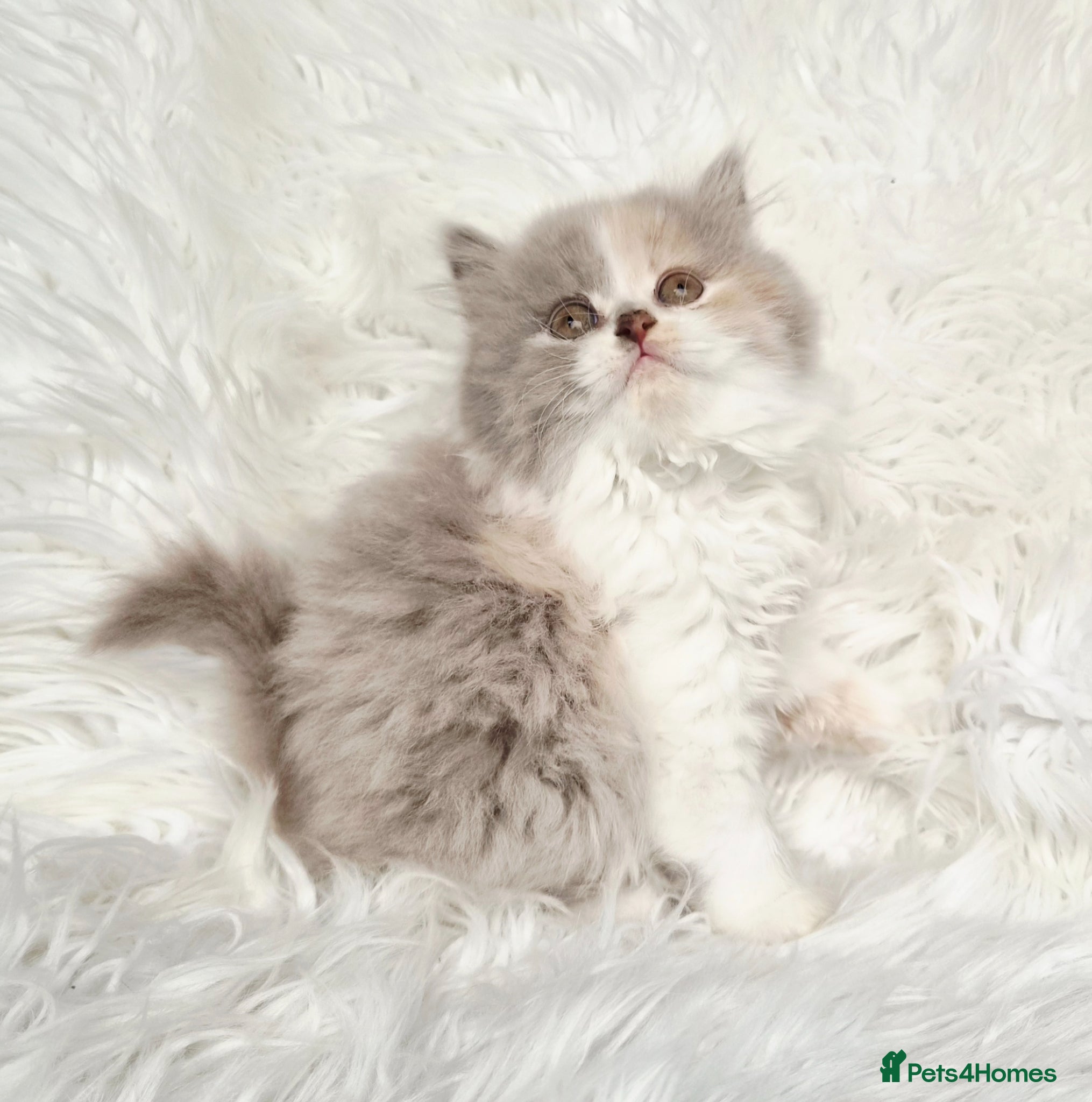 British Shorthair cats Stunning loving British longhair  - Advert 2