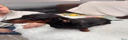 Miniature Dachshund dogs for sale: 4 male smooth hair miniature dachshund  - Advert 33