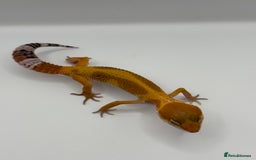 Gecko reptiles for sale: Leopard Gecko with Enclosure - Image 6