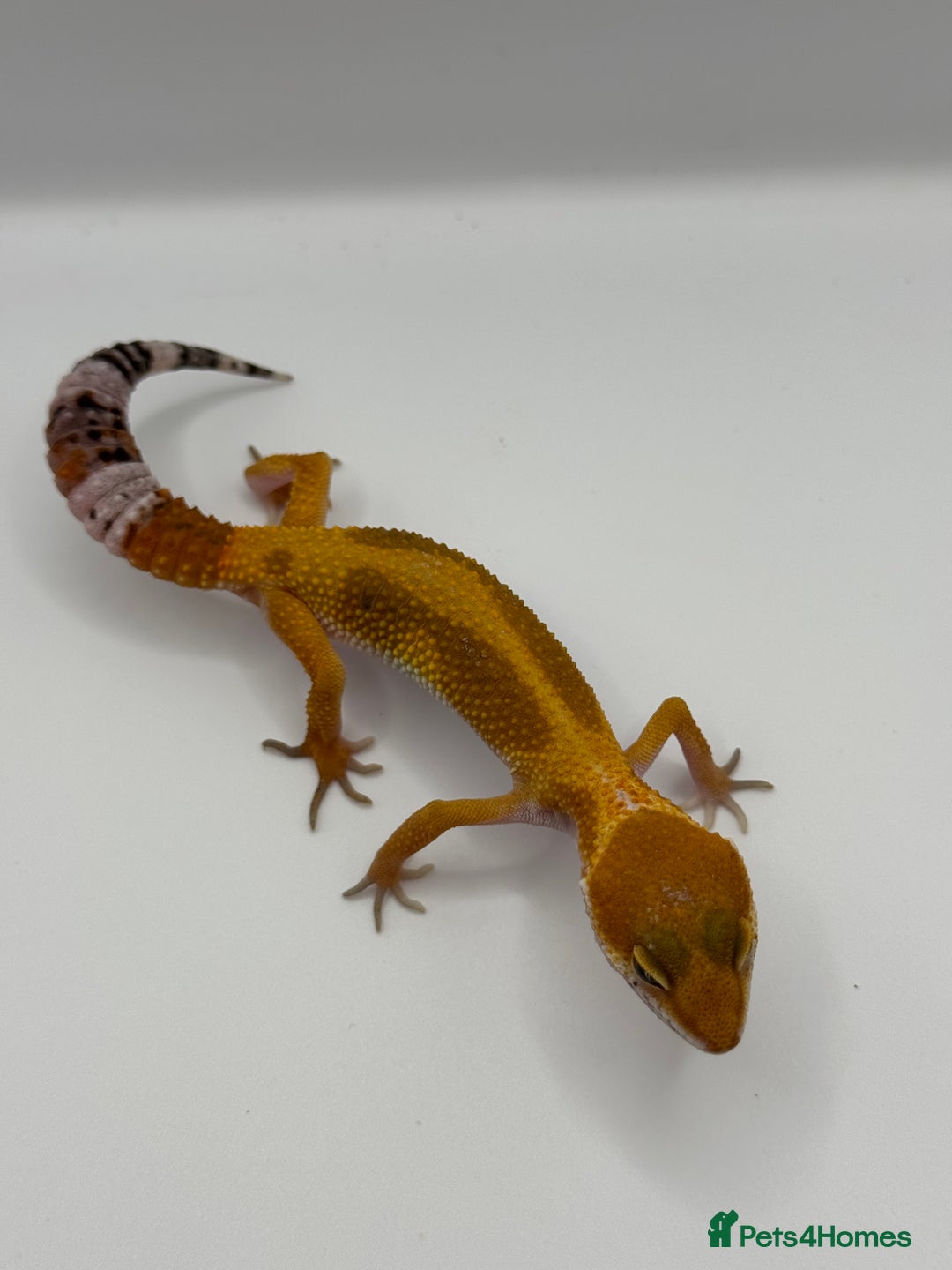 Gecko reptiles for sale: Leopard Gecko with Enclosure - Image 6