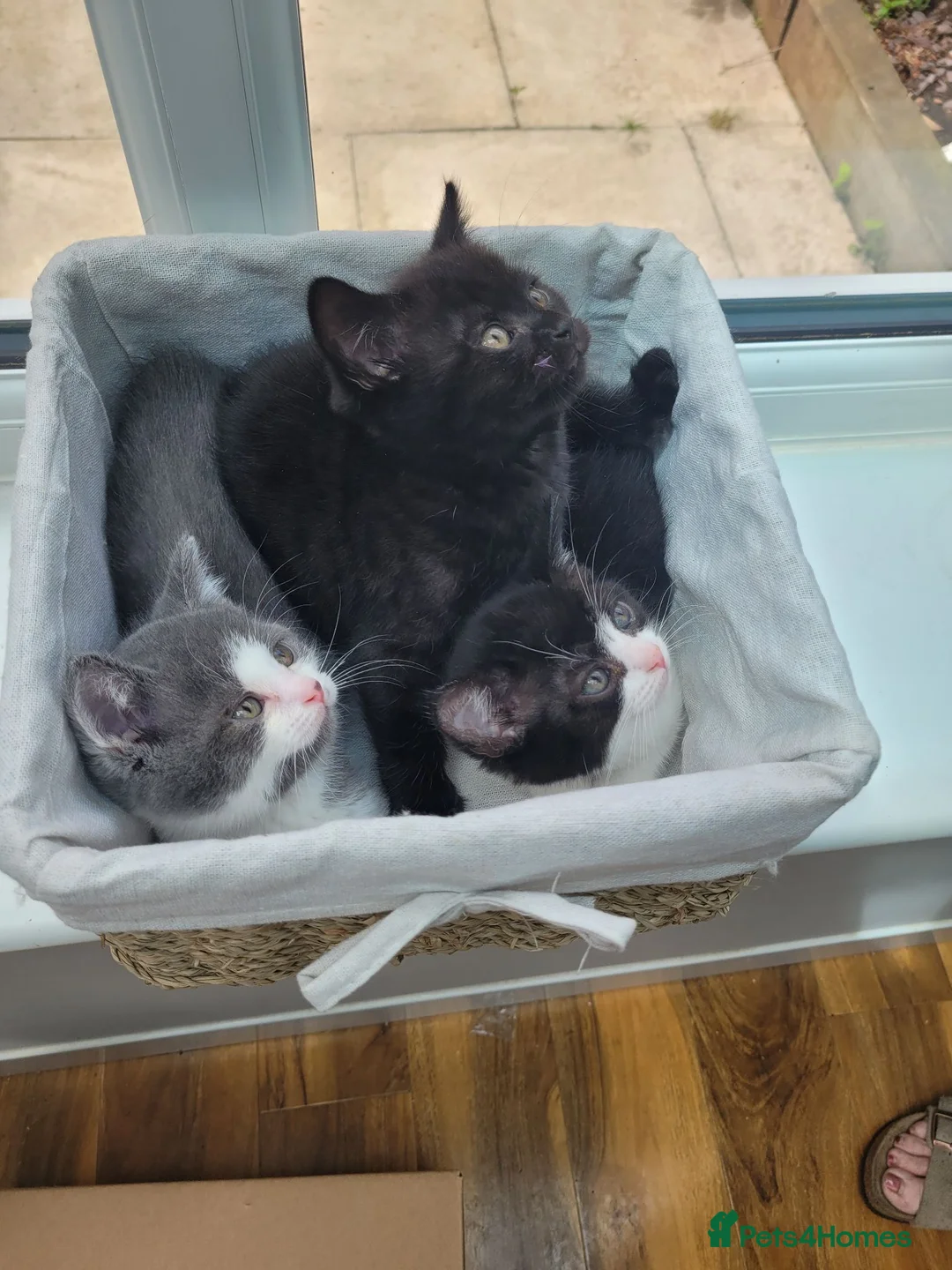 British Shorthair cats for sale: BSH Cross kittens  in Cannock - Advert 6