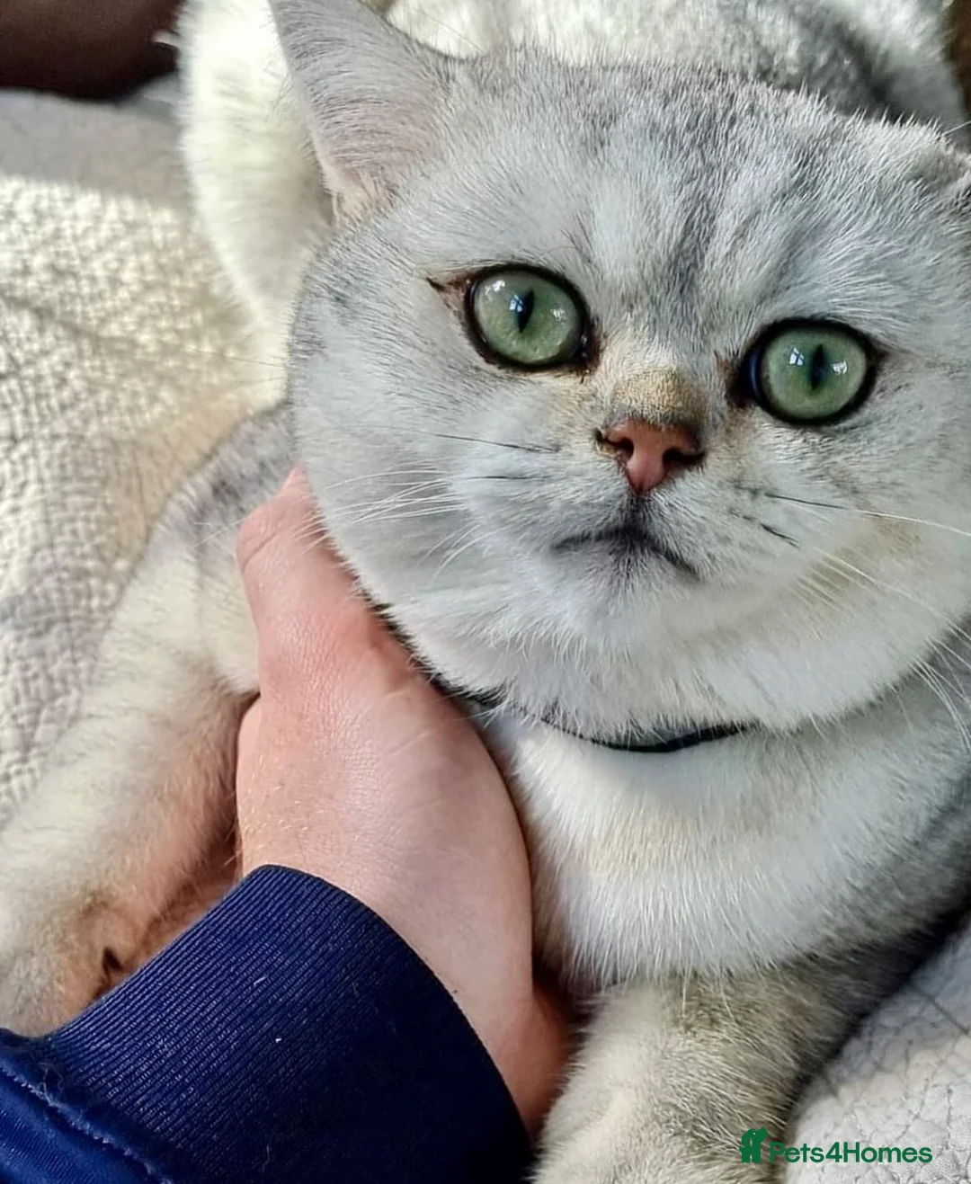 British Shorthair cats for sale: GCCF Registered British Shorthair Tabby Kittens in Gillingham - Advert 19