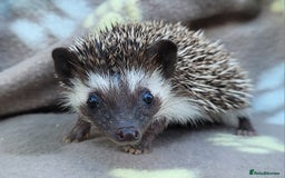 Pygmy Hedgehog rodents for sale: African Pygmy Hedgehog Hoglets  - Image 13