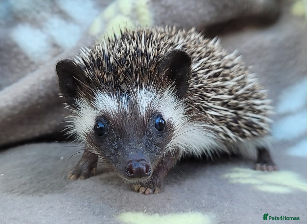 Pygmy Hedgehog rodents for sale: African Pygmy Hedgehog Hoglets  - Image 13