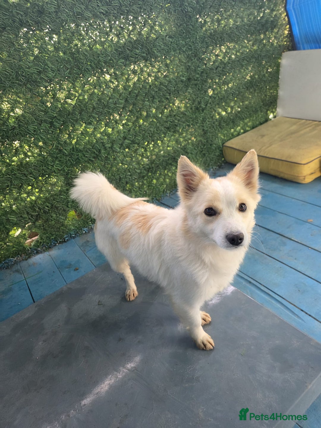 German Spitz dogs for adoption: Rescued Spitz Lola Looking For Her New Home - Advert 5