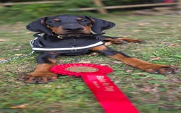 Dobermann dogs for stud: Champion lines Dobermann stud  in Dartford - Image 4