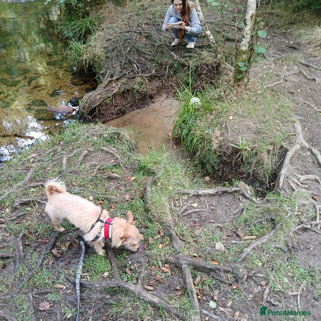 Mixed Breed dogs for sale: Mix breed dog needs a new home in Portsmouth - Advert 1