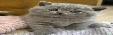 British Shorthair 3