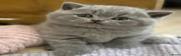 British Shorthair cats for sale: British Shorthair, championbloodline TICAPEDIGREE  - Advert 5