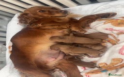 Cockapoo dogs for sale: 5 Stunning fox red Cockapoos (health tested) - Image 8