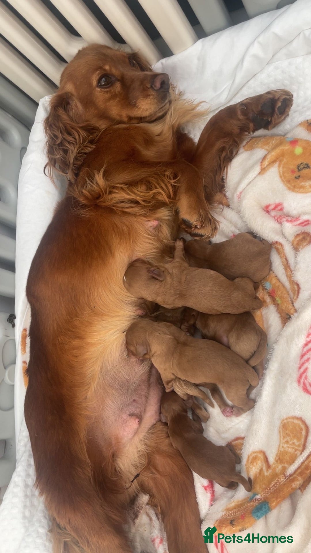 Cockapoo dogs for sale: 5 Stunning fox red Cockapoos (health tested) - Image 8