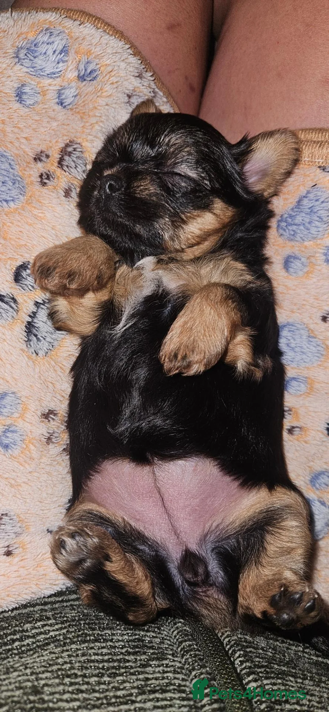 Mixed Breed dogs for sale: Beautiful Little Girl - Advert 2