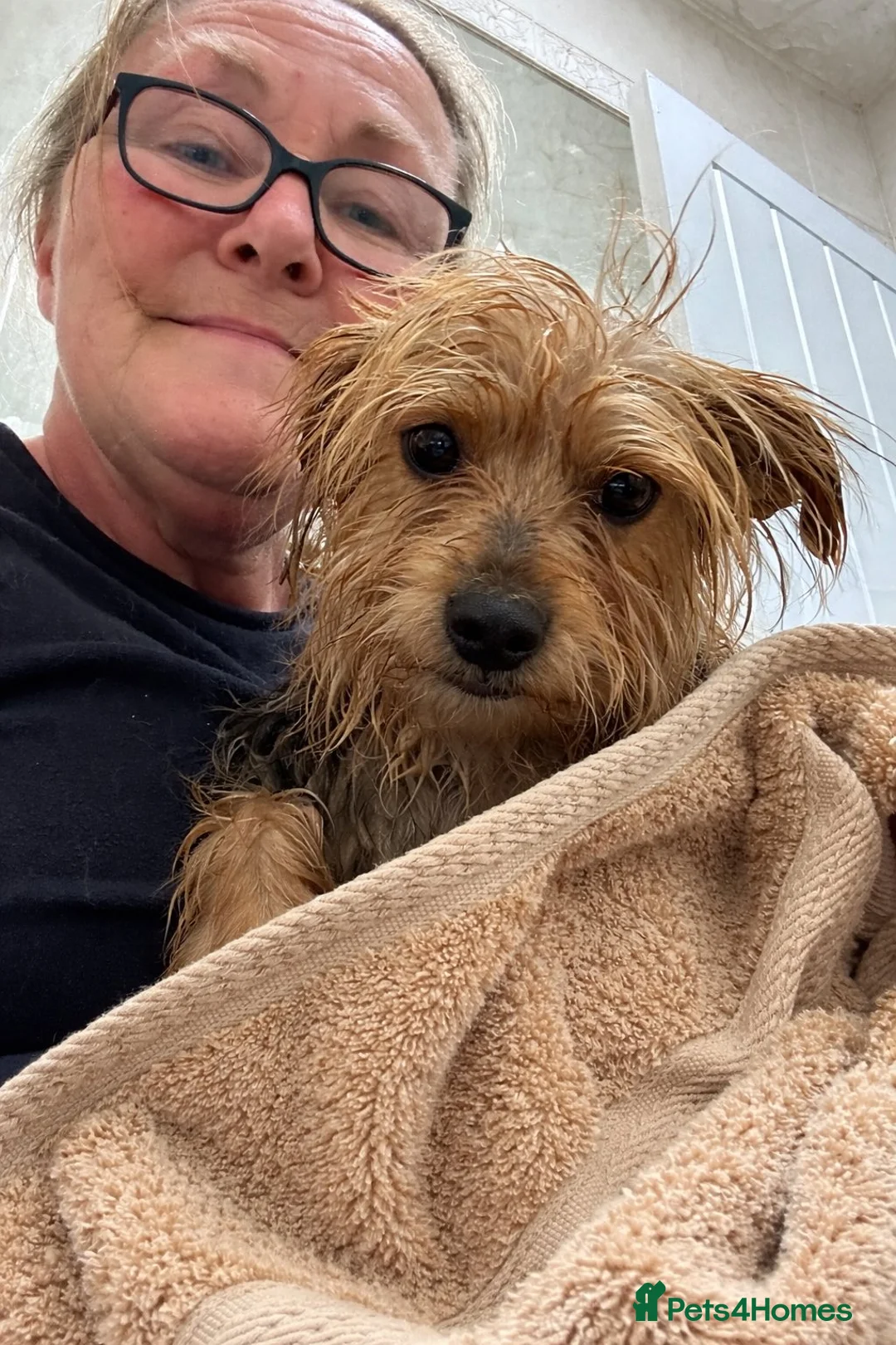 Mixed Breed dogs for adoption: Scamp - In Ayr Looking for a Home  - Advert 1