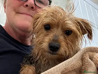 Mixed Breed dogs Scamp - In Ayr Looking for a Home - Advert 3