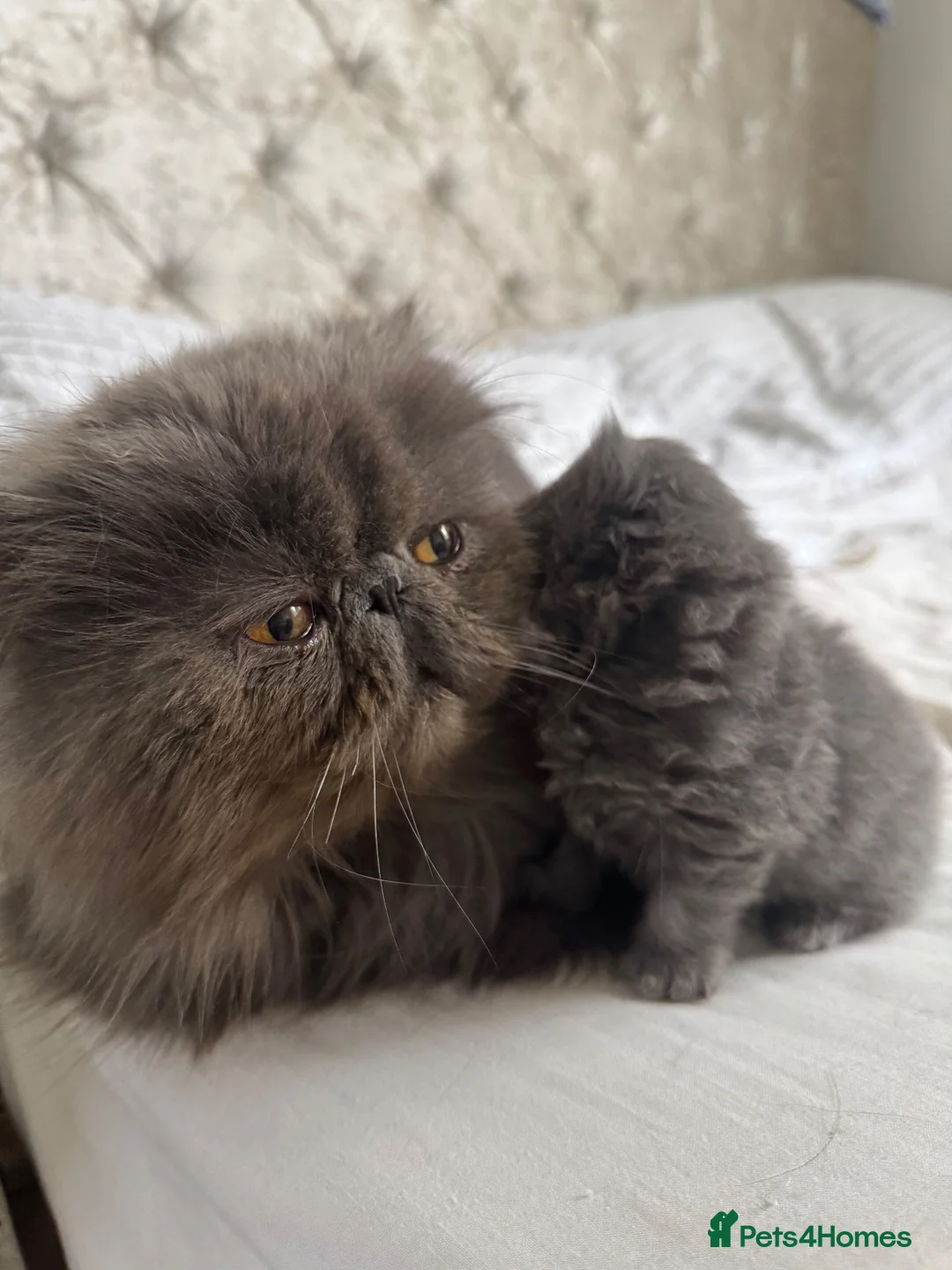 Persian cats for stud: Solid blue Persian stud  - Advert 2