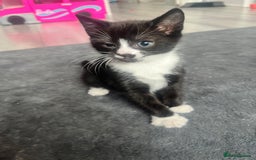 Mixed Breed cats for sale: 4 little girl kittens  - Image 6