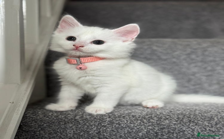 Mixed Breed cats - Advert 7