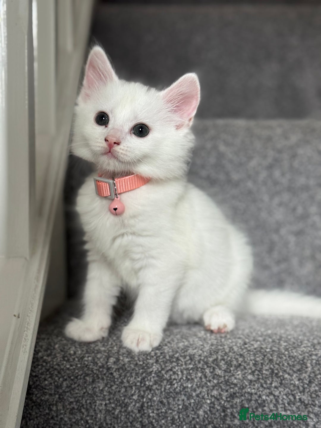 Mixed Breed cats for sale: Mixed breed white kittens  - Image 1