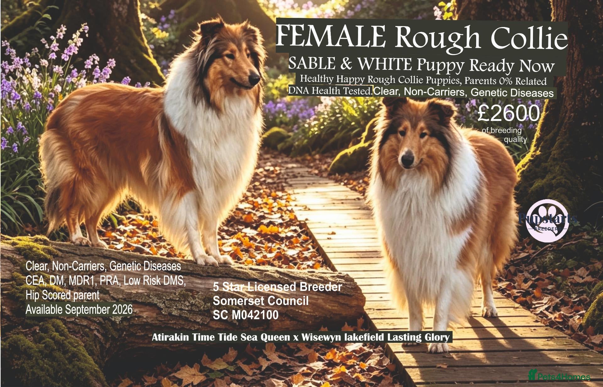 Rough Collie dogs QUALITY CLEAR DNA-SABLE/WHITE ROUGH COLLIE F PUPPY - Advert 1