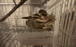 Sugar Glider rodents for sale: 2 female sugar gliders for sale - Image 9