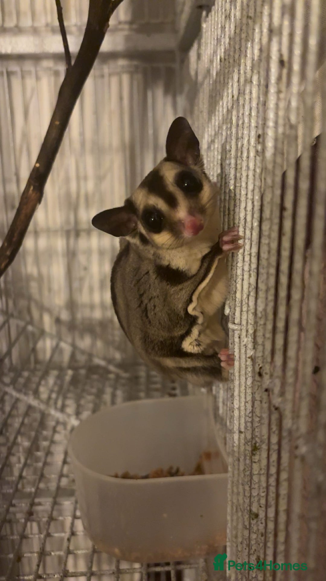 Sugar Glider rodents for sale: 2 female sugar gliders for sale - Image 9