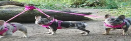 French Bulldog dogs for sale: French bulldog girls in Cwmbran - Advert 2