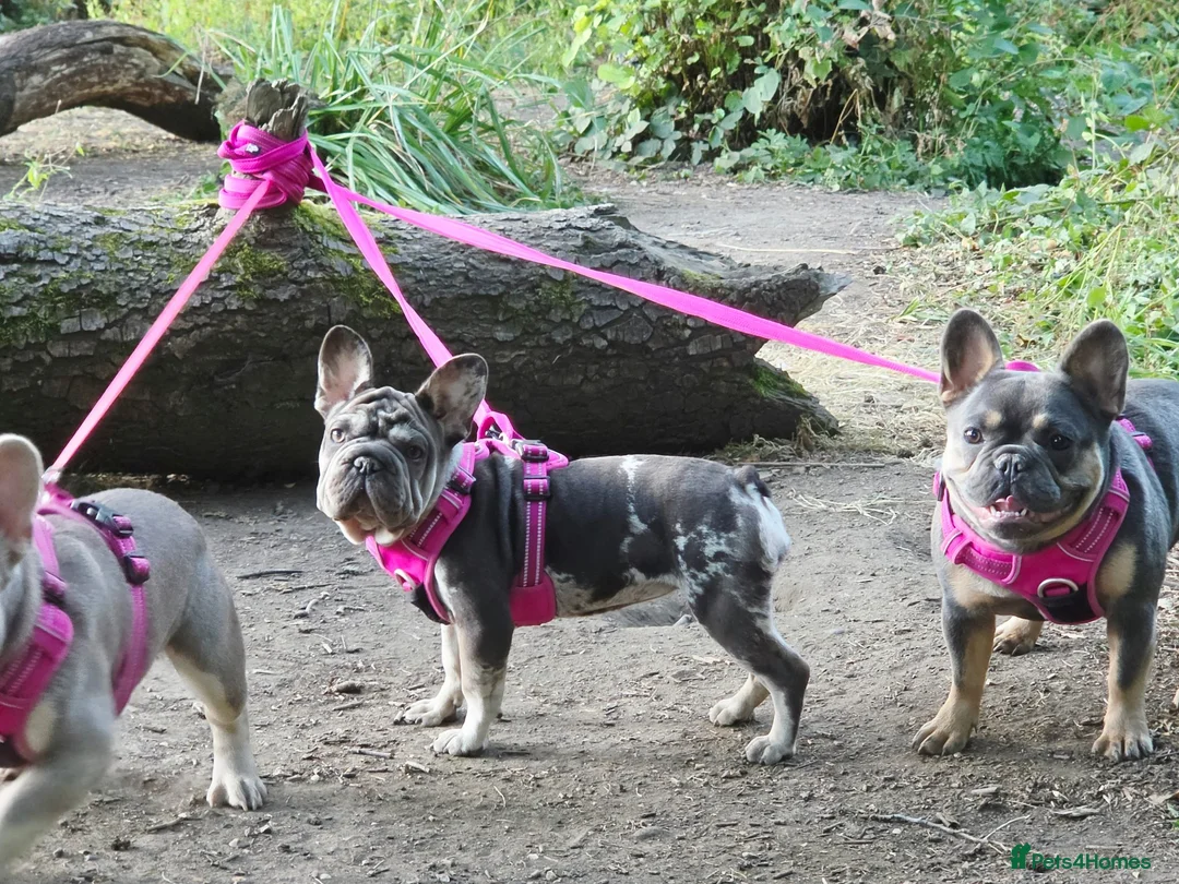 French Bulldog dogs for sale: French bulldog girls in Cwmbran - Advert 2