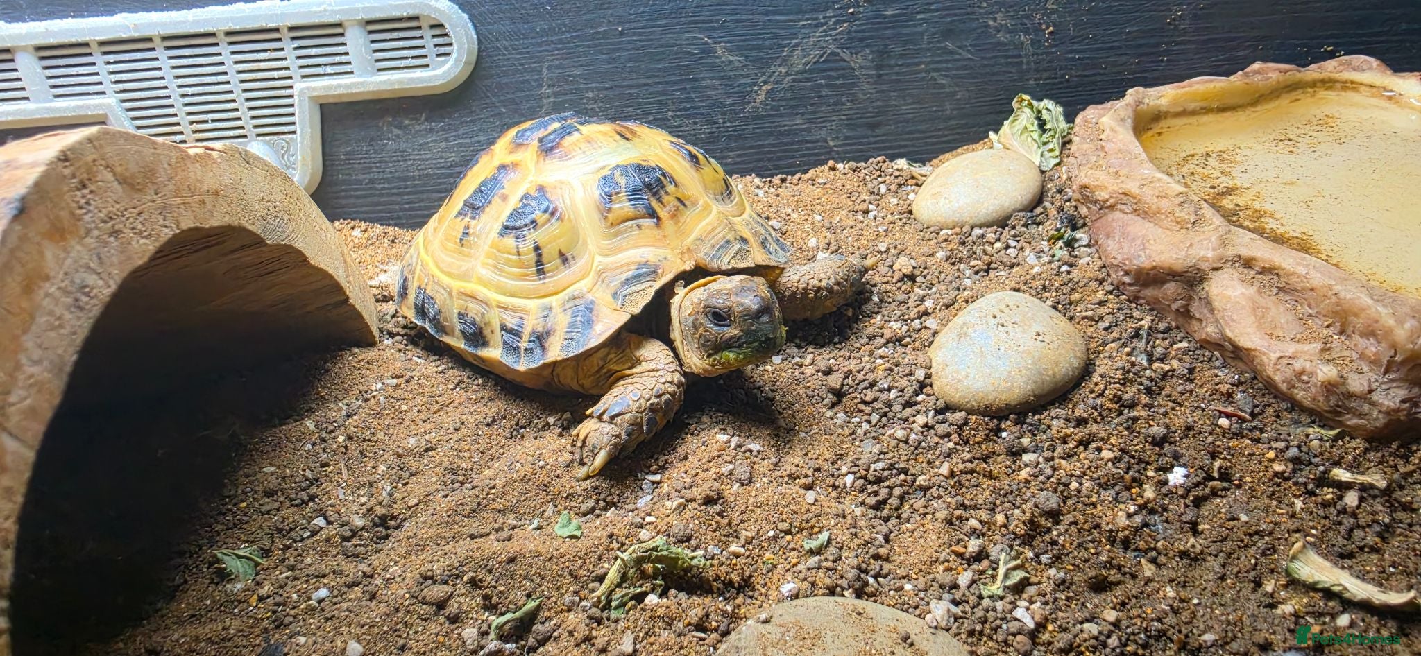 Tortoise reptiles Female horsefield tortoise - Advert 1