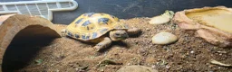 Tortoise reptiles for sale: Female horsefield tortoise in Redditch - Advert 1