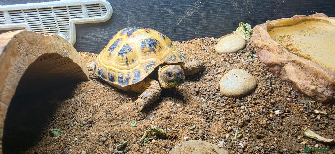 Tortoise reptiles for sale: Female horsefield tortoise in Redditch - Advert 1