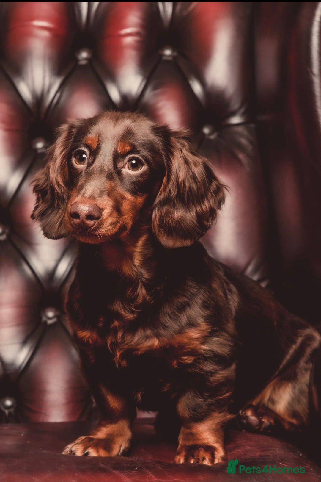 Miniature Dachshund dogs for stud: Rolo the long haired dachshund  in Pentre - Image 6