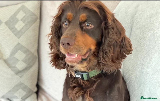 Cocker Spaniel dogs KC Tri-Coloured Choc&Tan Working Cocker Spaniel - Advert 1