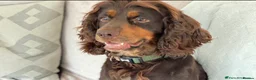 Cocker Spaniel dogs for stud: KC Tri-Coloured Choc&Tan Working Cocker Spaniel - Advert 1