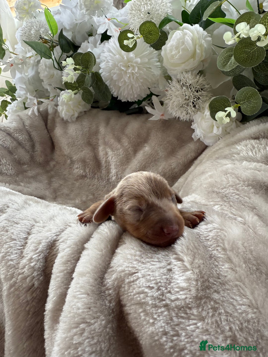Miniature Dachshund dogs for sale: ⭐️Beautiful litter Of Rainbow Dachshund Puppies⭐️ - Image 29