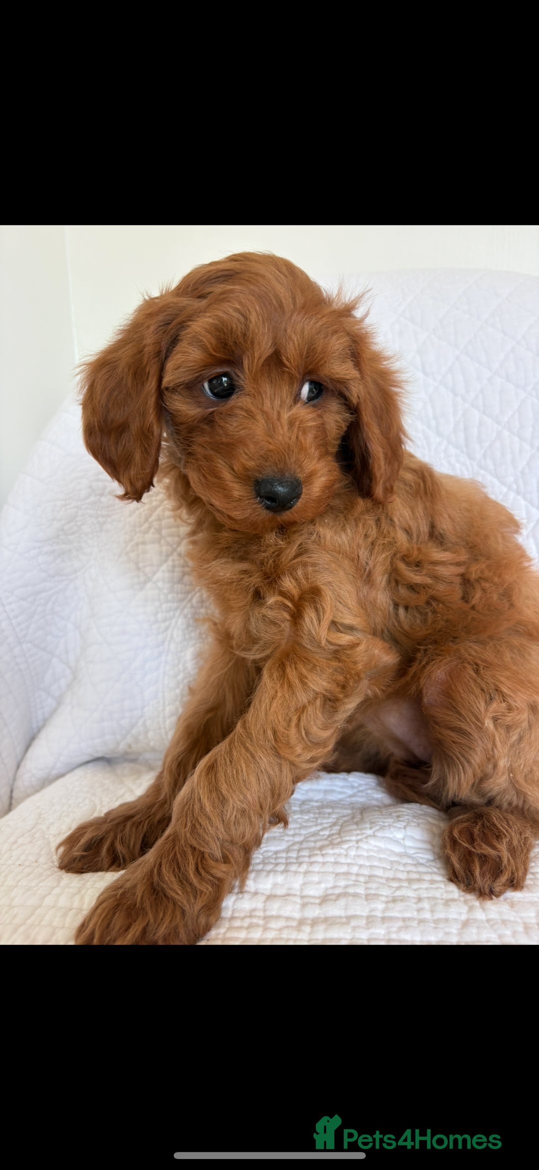 Labradoodle dogs for sale: LICENSED BREEDER F2b mini labradoodles - Image 13