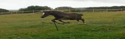 British Warmblood horses for sale: Beautiful black warmblood mare with golden temp in Maesteg - Advert 21