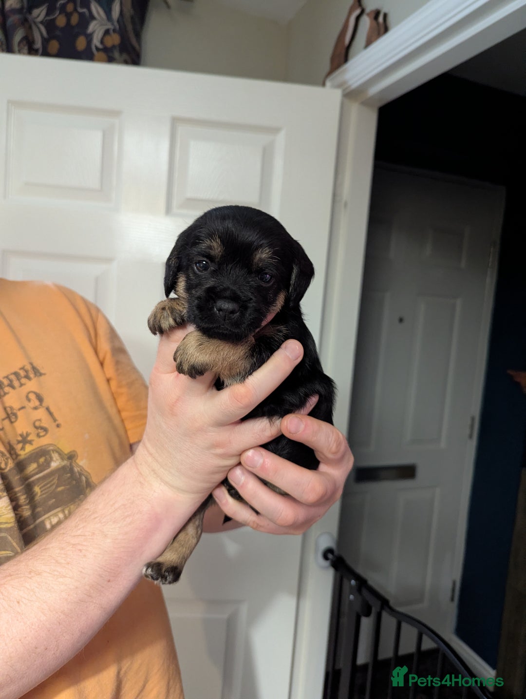 Border Terrier dogs for sale: KC Reg Border Terrier pups - Advert 13