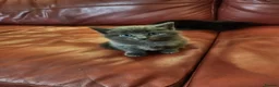 Mixed Breed cats for sale: Lovely 2 little ones  in Colchester - Advert 23