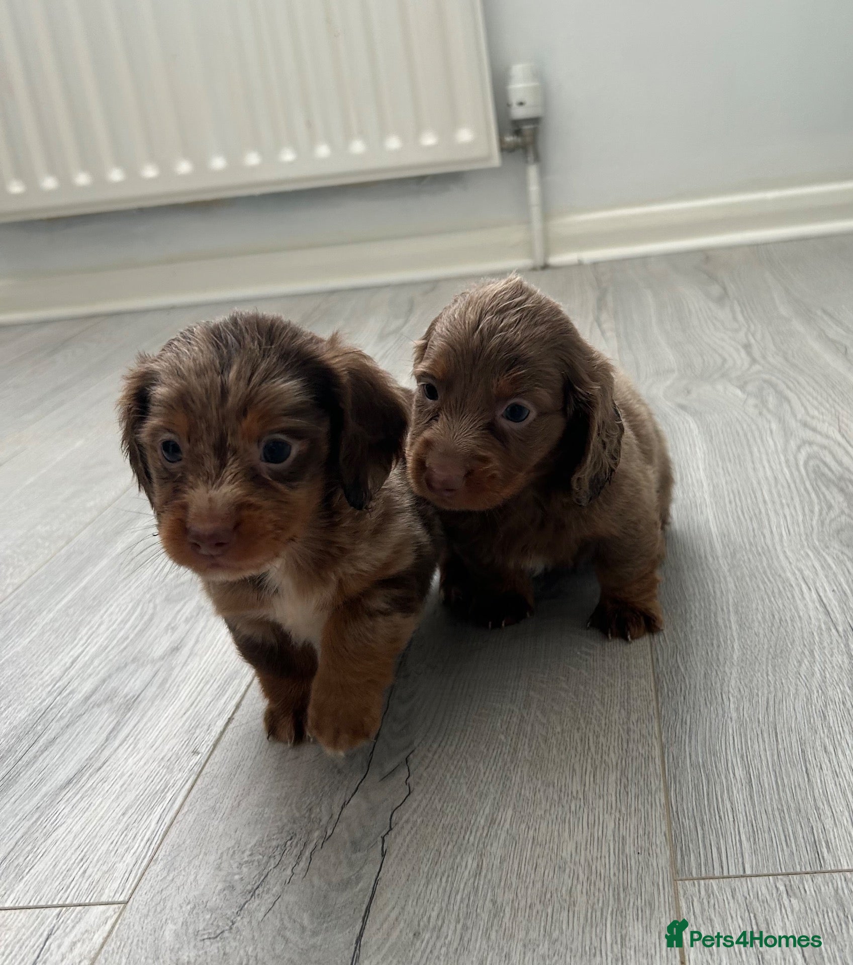 Miniature Dachshund dogs Miniature dachshund - Advert 2