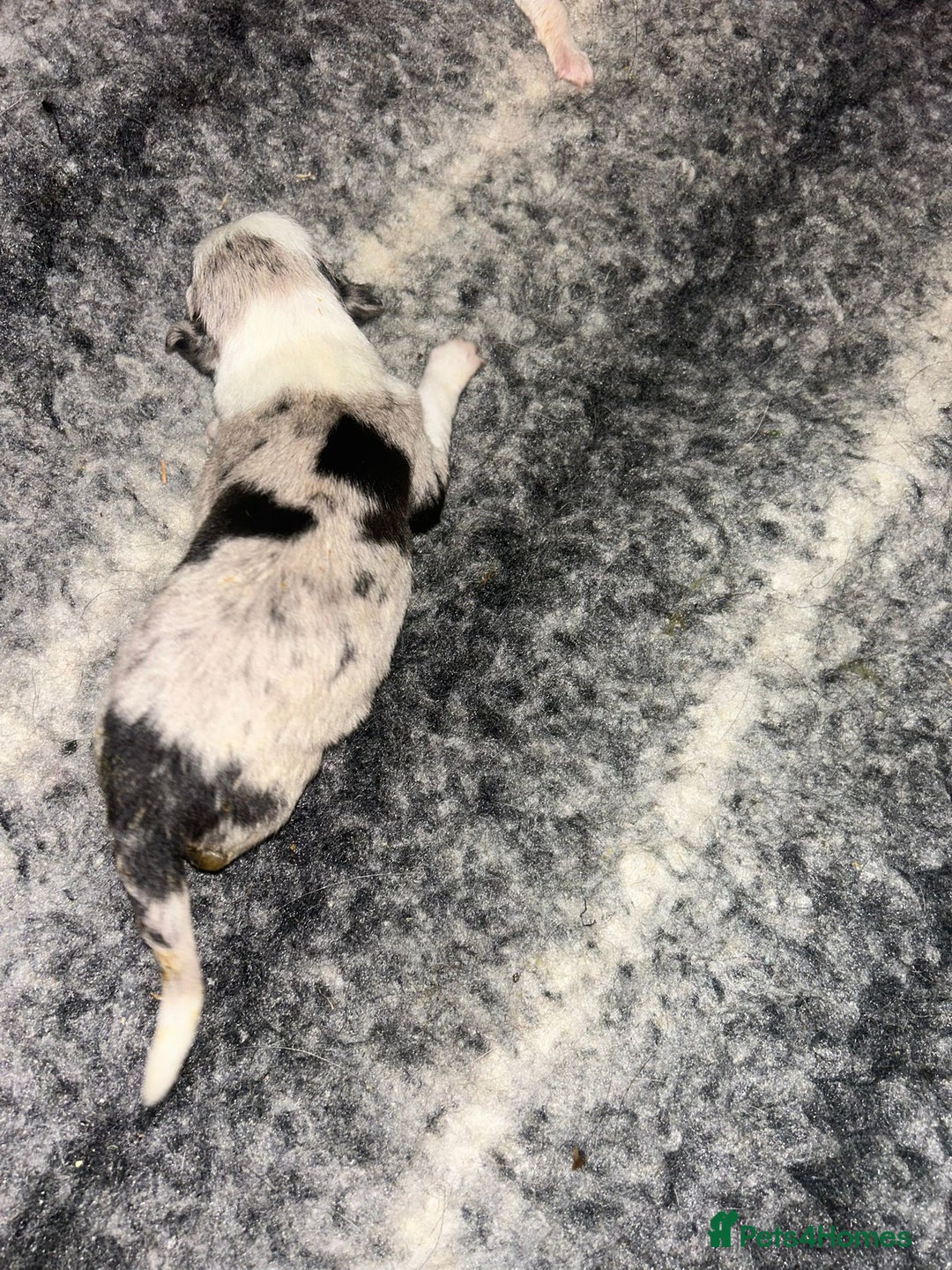 Border Collie dogs for sale: Collie Pups For Sale - Advert 10