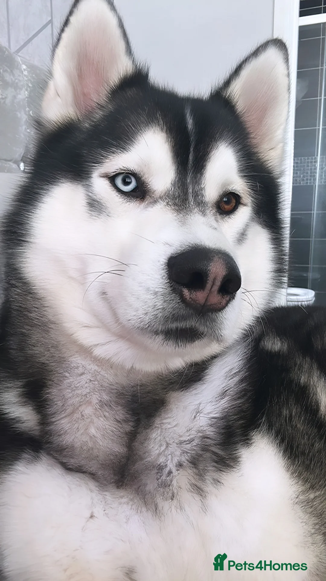 Siberian Husky dogs for stud: Proven Gorgeous Siberian Husky *FOR STUD ONLY* in Torquay - Advert 4
