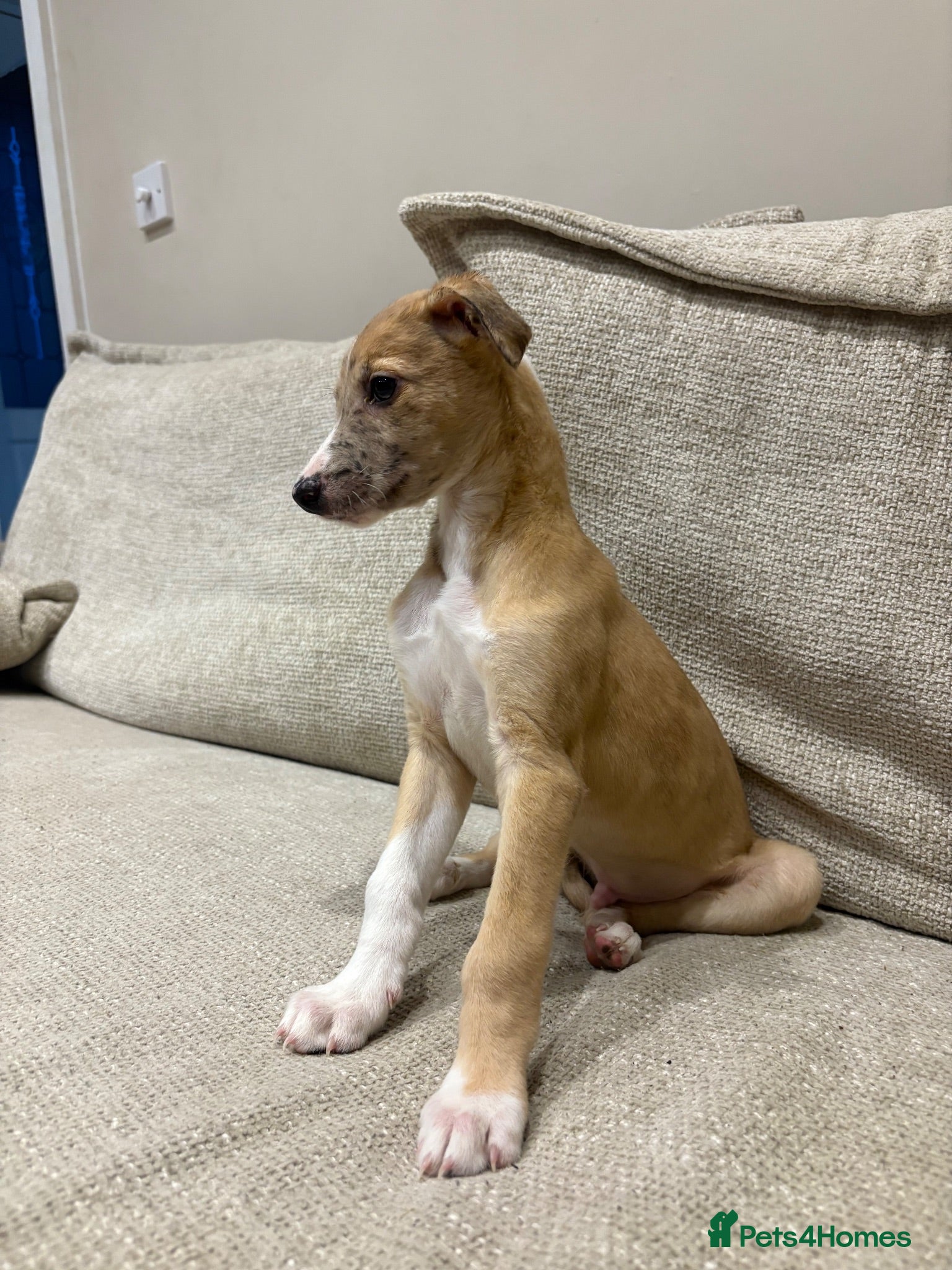 Mixed Breed dogs Whippet x lurcher pups - Advert 18