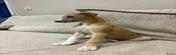 Mixed Breed dogs for sale: Whippet x lurcher pups - Advert 1